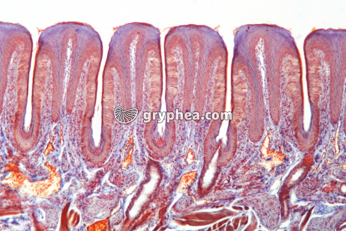 Papilles gustatives (Lapin) x10 - gryphea.org